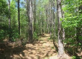 SOLD!!  460 Acres of Timber Land For Sale in Columbus County NC!