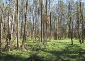 SOLD!  39 Acres of Timber and Hunting Land For Sale in Cumberland County NC!
