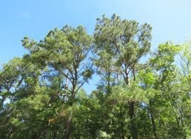 SOLD!!  460 Acres of Timber Land For Sale in Columbus County NC!