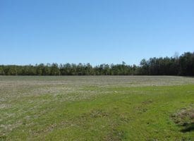 SOLD!!  36 Acres of Farm and Timber Land For Sale in Robeson County NC!