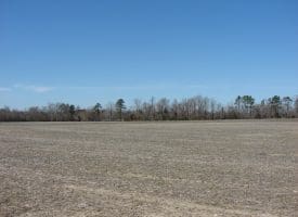 SOLD!!  50 Acres of Farm and Timber Land For Sale in Robeson County NC!