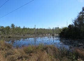 SOLD!!  23 Acres of Hunting Land For Sale in Brunswick County NC!