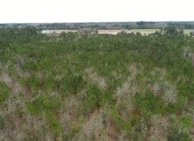 SOLD!!  35 Acres of Hunting Land For Sale in Columbus County NC!