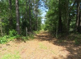 SOLD!!  81 Acres of Hunting and Timber Land For Sale in Brunswick County NC!