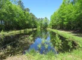 SOLD!! 76 Acres of Farm and Timber Land For Sale in Robeson County NC!