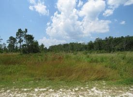 SOLD!! 7 Acres of Residential and Hunting Land For Sale in Brunswick County NC!
