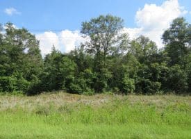 SOLD!! 101 Acres of Timber Land For Sale in Sampson County NC!