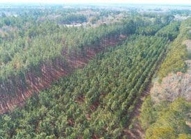 SOLD!! 25 Acres of Timber Land For Sale in Hoke County NC!