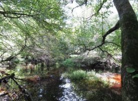 SOLD!  29 Acres of Hunting and Farm Land For Sale in Duplin County NC!