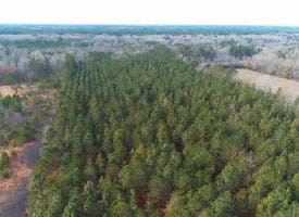 SOLD!!  139 Acres of Timber and Hunting Land For Sale in Hoke County NC!