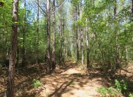 SOLD!!  460 Acres of Timber Land For Sale in Columbus County NC!