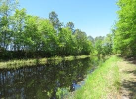 SOLD!! 76 Acres of Farm and Timber Land For Sale in Robeson County NC!