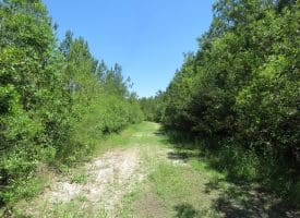 SOLD!!  460 Acres of Timber Land For Sale in Columbus County NC!