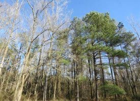 SOLD!!  2.45 Acres of Residential Land For Sale in Pender County NC!