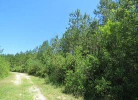 SOLD!!  460 Acres of Timber Land For Sale in Columbus County NC!