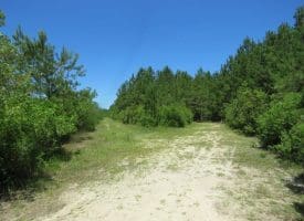 SOLD!!  460 Acres of Timber Land For Sale in Columbus County NC!