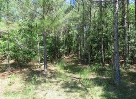 SOLD!!  460 Acres of Timber Land For Sale in Columbus County NC!