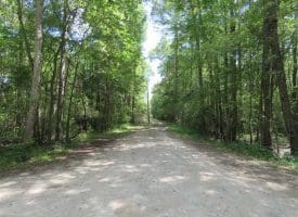 SOLD!! 65 Acres of Hunting and Residential Land For Sale in Horry County SC!