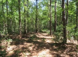 SOLD!!  460 Acres of Timber Land For Sale in Columbus County NC!