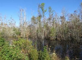 SOLD!!  365 Acres of Timber and Hunting Land For Sale in Columbus County NC!