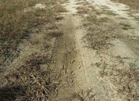 SOLD!!  365 Acres of Timber and Hunting Land For Sale in Columbus County NC!