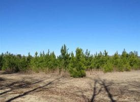 SOLD!!  110 Acres of Farm and Timber Land For Sale in Columbus County NC!
