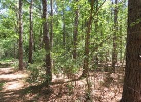 SOLD!!  460 Acres of Timber Land For Sale in Columbus County NC!