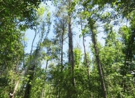 SOLD!!  460 Acres of Timber Land For Sale in Columbus County NC!