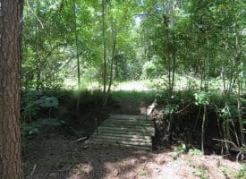 SOLD!!  460 Acres of Timber Land For Sale in Columbus County NC!