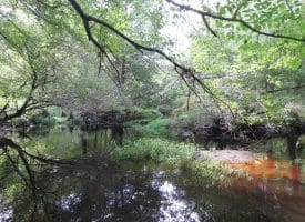 SOLD!  29 Acres of Hunting and Farm Land For Sale in Duplin County NC!