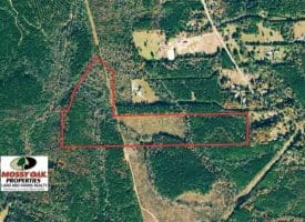 SOLD!!  50 Acres of Hunting and Timber Land For Sale in Lee County NC!