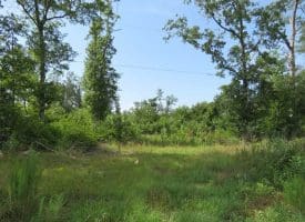 SOLD!!  70 Acres of Farm and Timber Land For Sale in Scotland County NC!