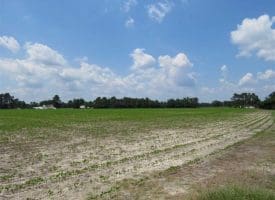 SOLD!!  15 Acres of Farm Land For Sale in Robeson County NC!