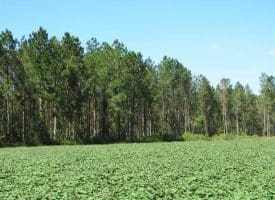 SOLD!!  97 Acres of Farm and Timber Land For Sale in Columbus County NC!