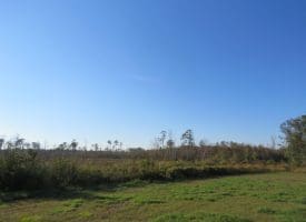 SOLD!!  122 Acres of Duck Hunting Land For Sale in Robeson County NC!