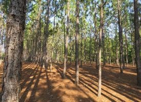 SOLD!!  139 Acres of Timber and Hunting Land For Sale in Hoke County NC!