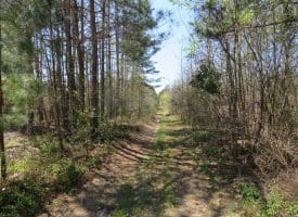 SOLD!!  77 Acres of Hunting Land For Sale in Scotland County NC!