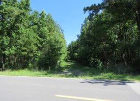 SOLD!!  460 Acres of Timber Land For Sale in Columbus County NC!