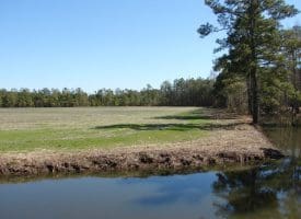 SOLD!!  36 Acres of Farm and Timber Land For Sale in Robeson County NC!