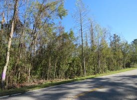 SOLD!!  23 Acres of Hunting Land For Sale in Brunswick County NC!