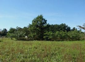 SOLD!!  3.36 Acre Lot For Sale in Columbus County NC!