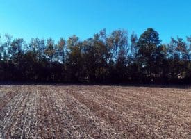 SOLD!!  18 Acres of Farm and Timber Land For Sale in Robeson County NC!