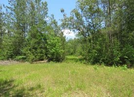 SOLD!!  81 Acres of Hunting and Timber Land For Sale in Brunswick County NC!