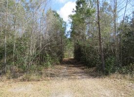 SOLD!!  138 +/- Acres of Farm and Timber Land For Sale in Brunswick County NC!