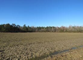 SOLD!!  47 Acres of Farm and Timber Land For Sale in Columbus County NC!