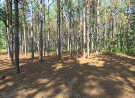 SOLD!! 25 Acres of Timber Land For Sale in Hoke County NC!