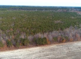 SOLD!!  113 Acres of Timber and Farm Land For Sale in Hoke County NC!