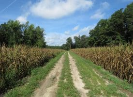 SOLD!  29 Acres of Hunting and Farm Land For Sale in Duplin County NC!