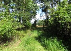 SOLD!  29 Acres of Hunting and Farm Land For Sale in Duplin County NC!