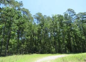 SOLD!!  460 Acres of Timber Land For Sale in Columbus County NC!